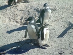 10-African pinguins at Boulders Beach
